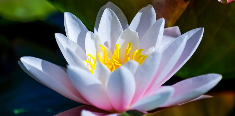 SRČNI ČETRTKI - srečanja srčnih vibracij