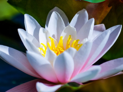 Srečanja srčnih vibracij