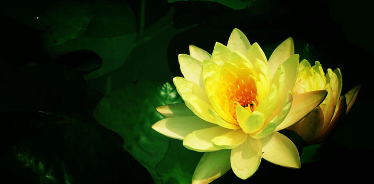 Meditacija: Nadgradnja Solarnega plexusa na 5. dimenzijo