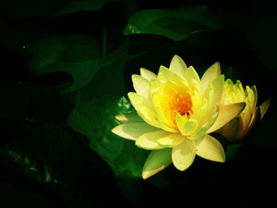 Meditacija: Nadgradnja Solarnega plexusa na 5. dimenzijo